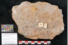 Foto (Objekt + Etikett) von Rhacopteris elegans Ettingshausen (NHMW-GEO-2024-0188-10820)